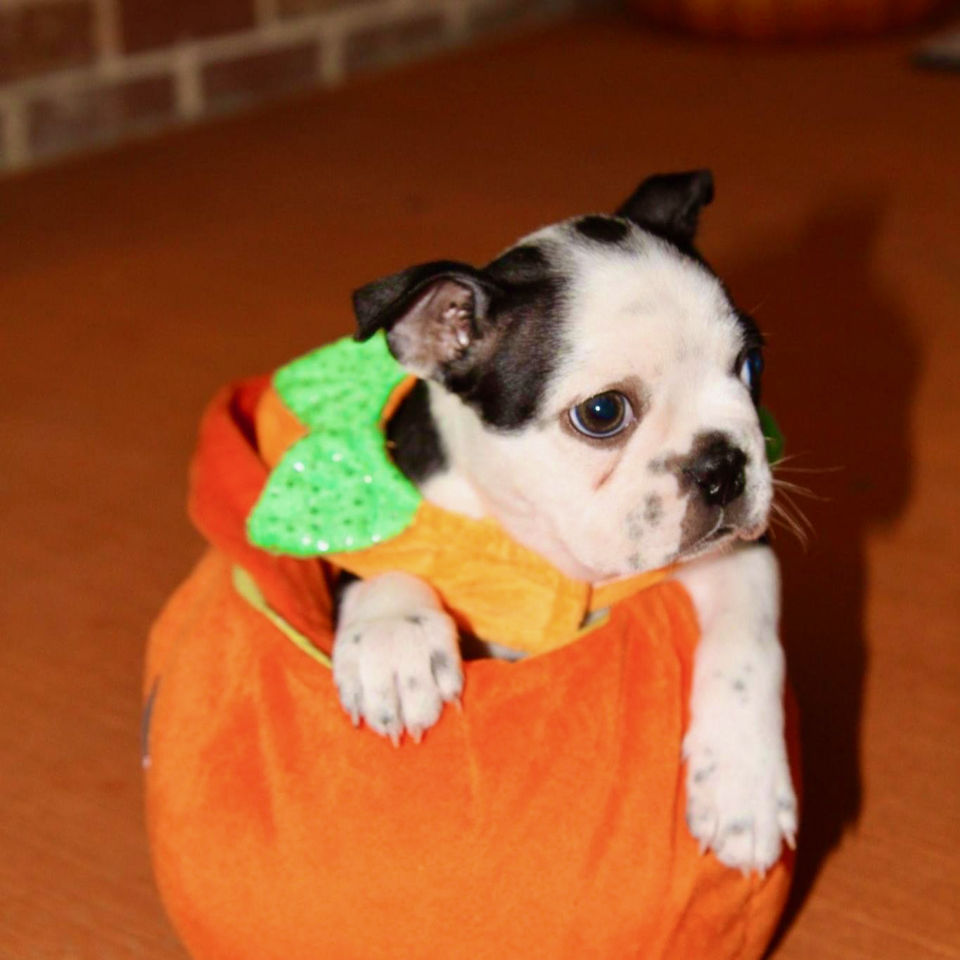 puppy in costume