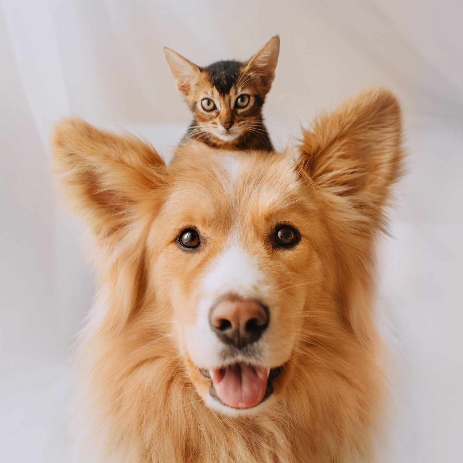 Puppy Kitten Care